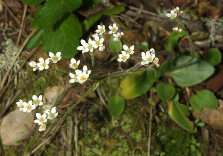 2008-03-16_20 -1 Saxifraga Cropped TN.jpg - 57014 Bytes